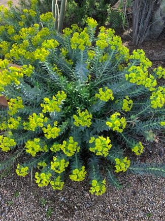 Mar 5 - Mystery shrub in bloom; see Feb 6 photo for comparison.